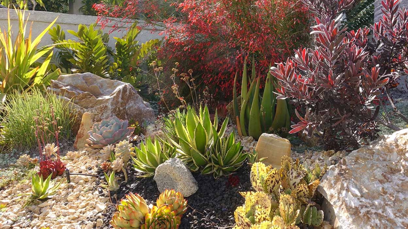 Xeriscaping: A Beautiful Way to Save Water and Your Wallet
